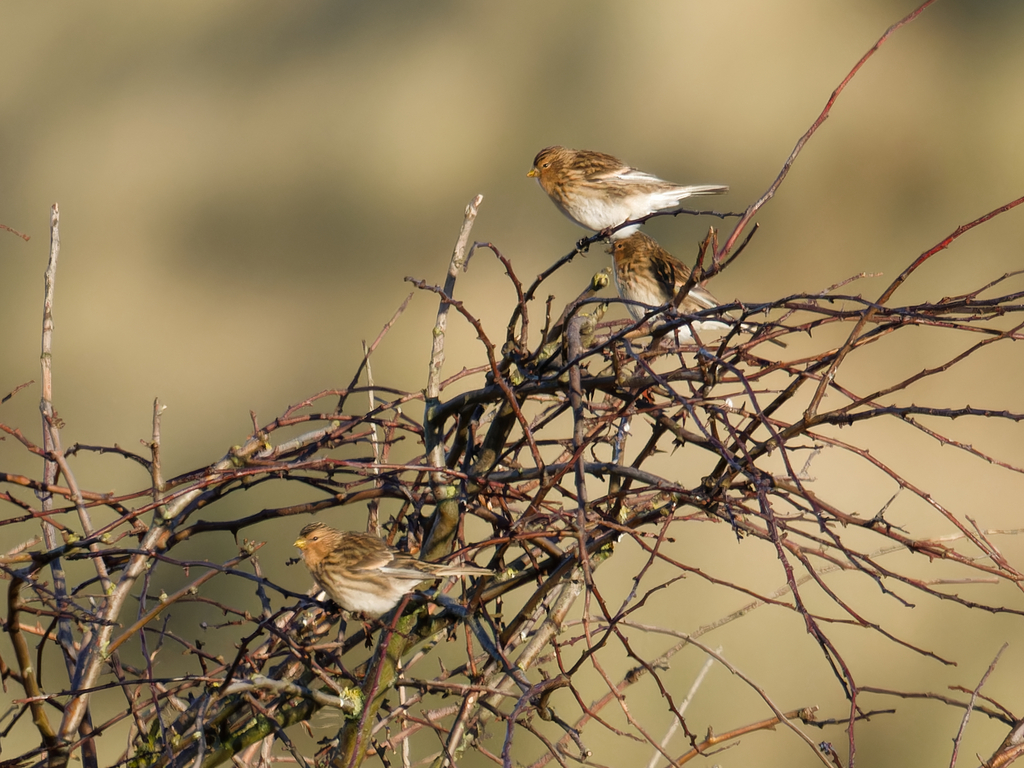 Twite